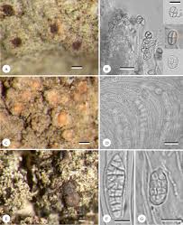 Attēlu rezultāti vaicājumam “Thelopsis rubella”
