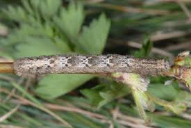 Attēlu rezultāti vaicājumam “Alcis repandata”