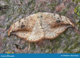 Attēlu rezultāti vaicājumam “Drepana falcataria”