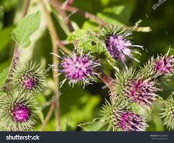 Attēlu rezultāti vaicājumam “Arctium nemorosum”