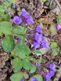 Image result for Pulmonaria officinalis