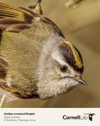 Attēlu rezultāti vaicājumam “Regulus regulus”