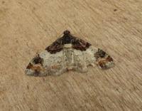 Attēlu rezultāti vaicājumam “Catarhoe cuculata”