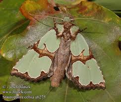Attēlu rezultāti vaicājumam “Staurophora celsia”