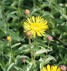 Attēlu rezultāti vaicājumam “Inula salicina leaf”
