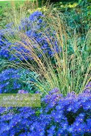 Attēlu rezultāti vaicājumam “Molinia caerulea flower”