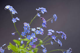 Attēlu rezultāti vaicājumam “Myosotis scorpioides bud”