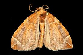 Attēlu rezultāti vaicājumam “Eulithis testata”