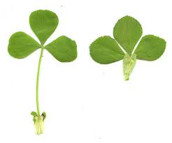 Image result for Trifolium incarnatum