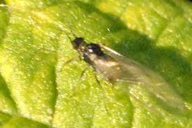 Attēlu rezultāti vaicājumam “Macrosiphoniella millefolii”