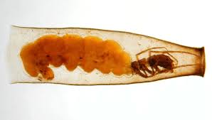 Attēlu rezultāti vaicājumam “Orthosia sp. larva”