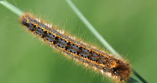 Attēlu rezultāti vaicājumam “Euthrix potatoria imago”