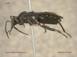 Attēlu rezultāti vaicājumam “Alydus calcaratus imago”