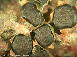 Attēlu rezultāti vaicājumam “Diatrype disciformis”