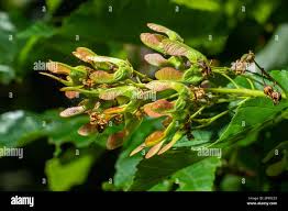 Attēlu rezultāti vaicājumam “Acer tataricum subsp. ginnala bud”