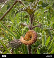 Attēlu rezultāti vaicājumam “Puccinia urticata”
