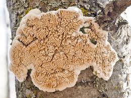 Attēlu rezultāti vaicājumam “Steccherinum ochraceum”