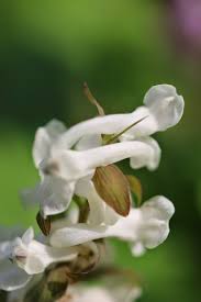 Attēlu rezultāti vaicājumam “Corydalis cava flower”
