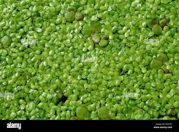 Attēlu rezultāti vaicājumam “Spirodela polyrhiza”