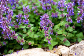 Attēlu rezultāti vaicājumam “Salvia verticillata leaf”
