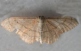 Attēlu rezultāti vaicājumam “Idaea straminata”