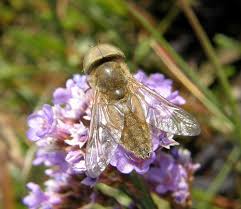 Attēlu rezultāti vaicājumam “Atylotus sp.”