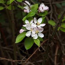 Attēlu rezultāti vaicājumam “Malus sylvestris”