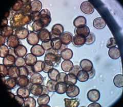 Attēlu rezultāti vaicājumam “Physarum alexandrowiczii”