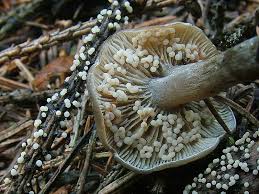 Attēlu rezultāti vaicājumam “Didymium squamulosum”