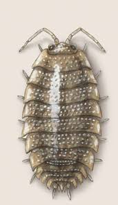 Attēlu rezultāti vaicājumam “Porcellio scaber”