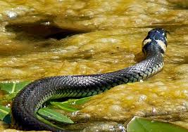 Image result for Ringelnatter