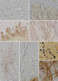 Attēlu rezultāti vaicājumam “Hyaloscypha hyalina”
