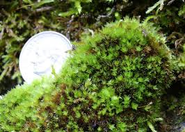 Attēlu rezultāti vaicājumam “Encalypta”