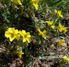 Image result for Alpenmohn