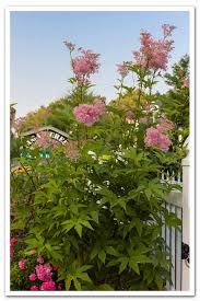 Attēlu rezultāti vaicājumam “Zygaena filipendulae exuvia”