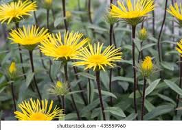 Image result for Inula hirta