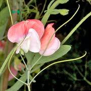 Image result for Lathyrus odoratus
