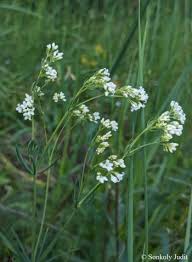Attēlu rezultāti vaicājumam “Galium schultesii flower”