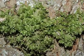 Attēlu rezultāti vaicājumam “Neckera”