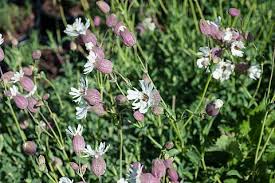 Image result for Silene vulgaris