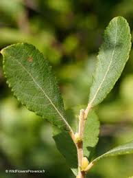 Attēlu rezultāti vaicājumam “Alnus glutinosa leaf”