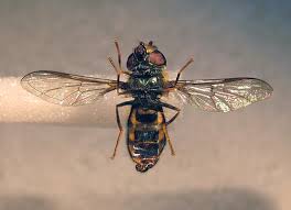 Attēlu rezultāti vaicājumam “Eupeodes nielseni”