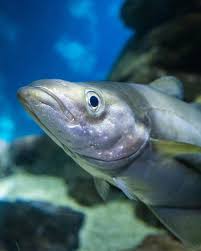 Image result for Pollachius pollachius