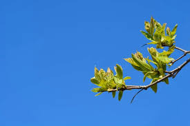 Attēlu rezultāti vaicājumam “Acer tataricum bud”