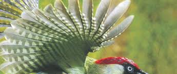 Attēlu rezultāti vaicājumam “Picus viridis”