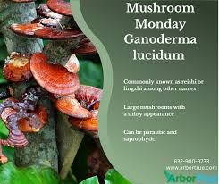 Attēlu rezultāti vaicājumam “Ganoderma lucidum”