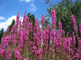 Image result for Blutweiderich