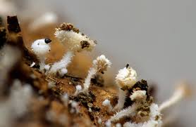 Attēlu rezultāti vaicājumam “Lachnum corticale”