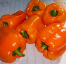 Afbeeldingsresultaat voor orange sun sweet pepper