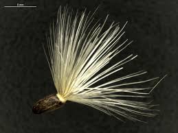 Attēlu rezultāti vaicājumam “Silybum marianum fruit”